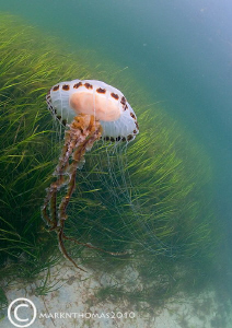 Compass jellyfish.
Connemara.
D200 10.5mm. by Mark Thomas 